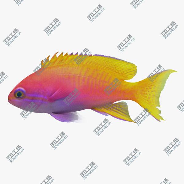 images/goods_img/20210312/Aquarium Fish Collection/2.jpg